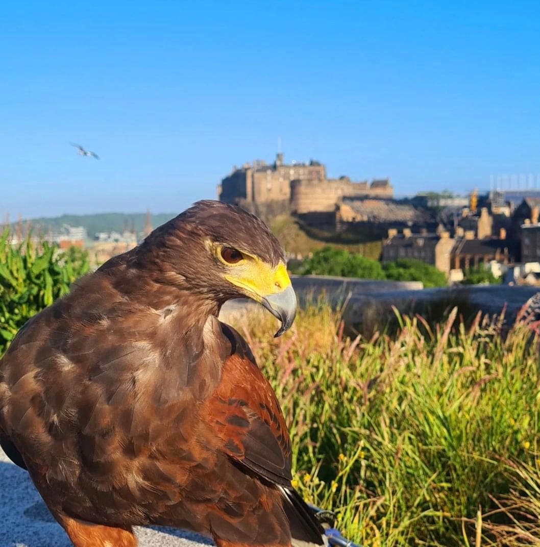 Falconry