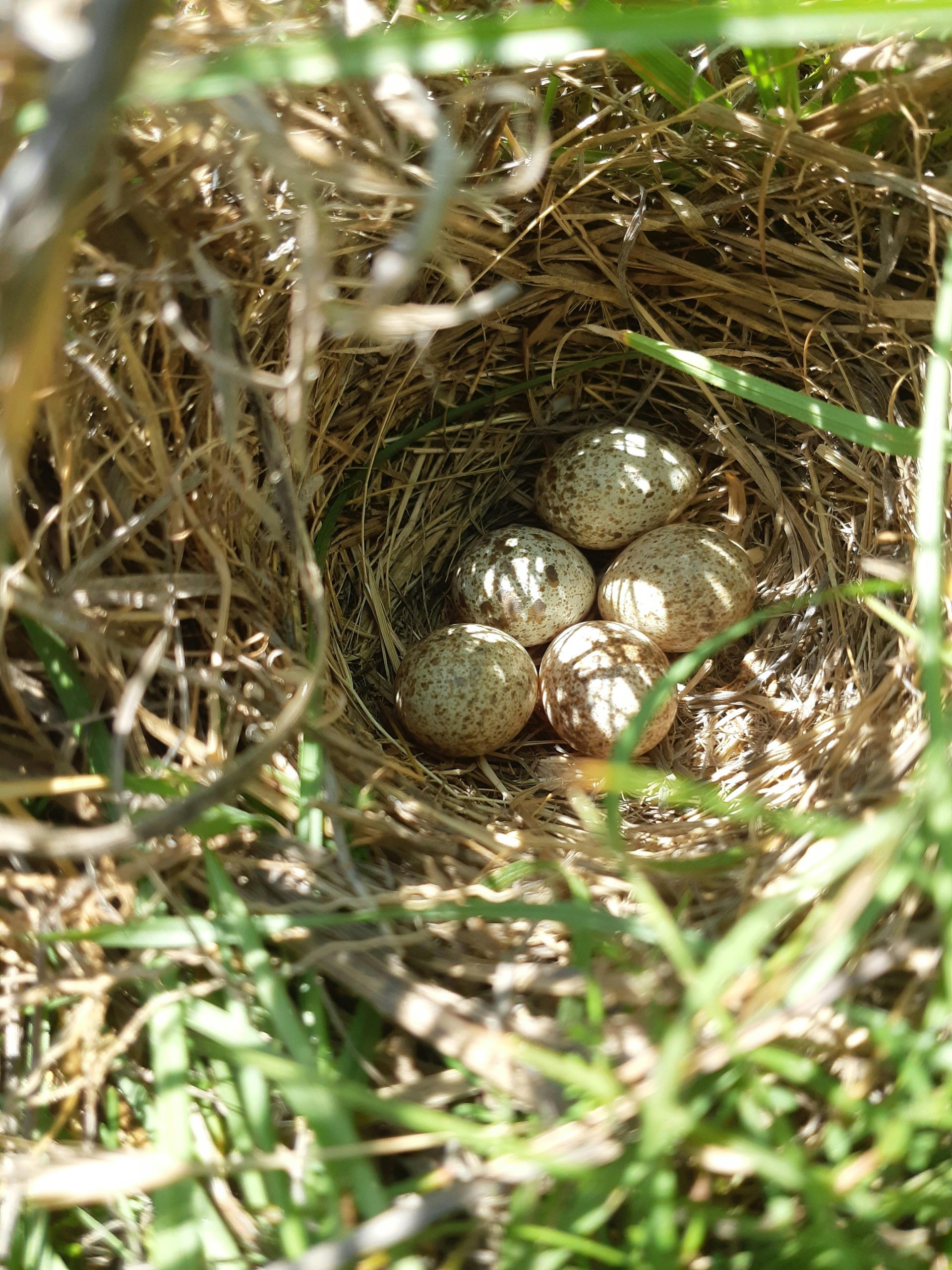 Eggs