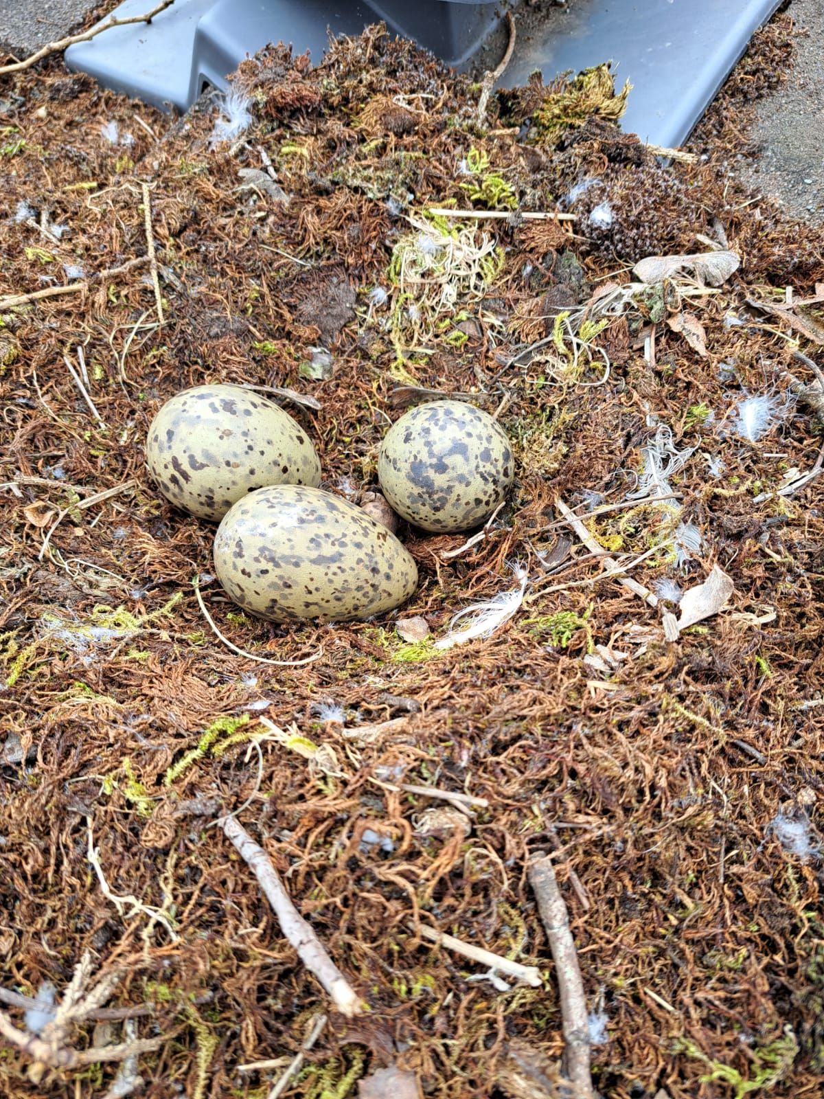 Ground Nesting Bird Mitigation