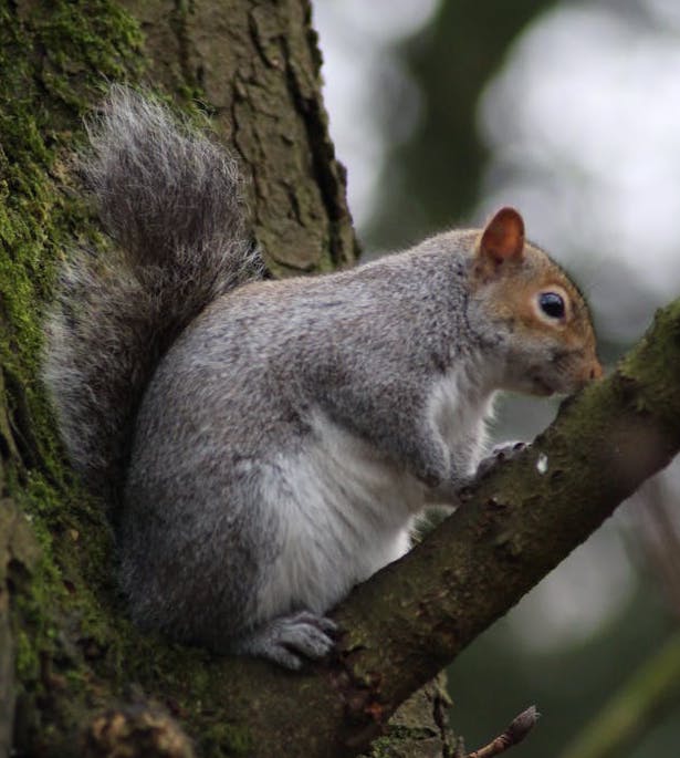 Grey squirrel in a tree