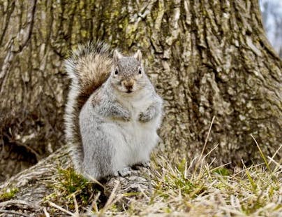 Squirrel Removal
