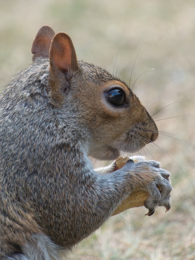 Grey squirrel eating