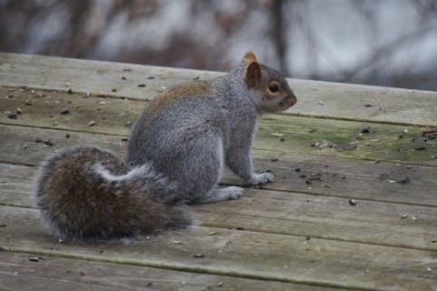 Grey squirrel on decking