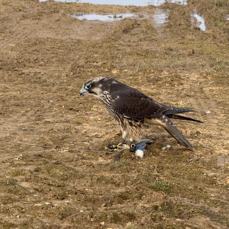 What Is Falconry? How Pest Controllers Use Birds Of Prey