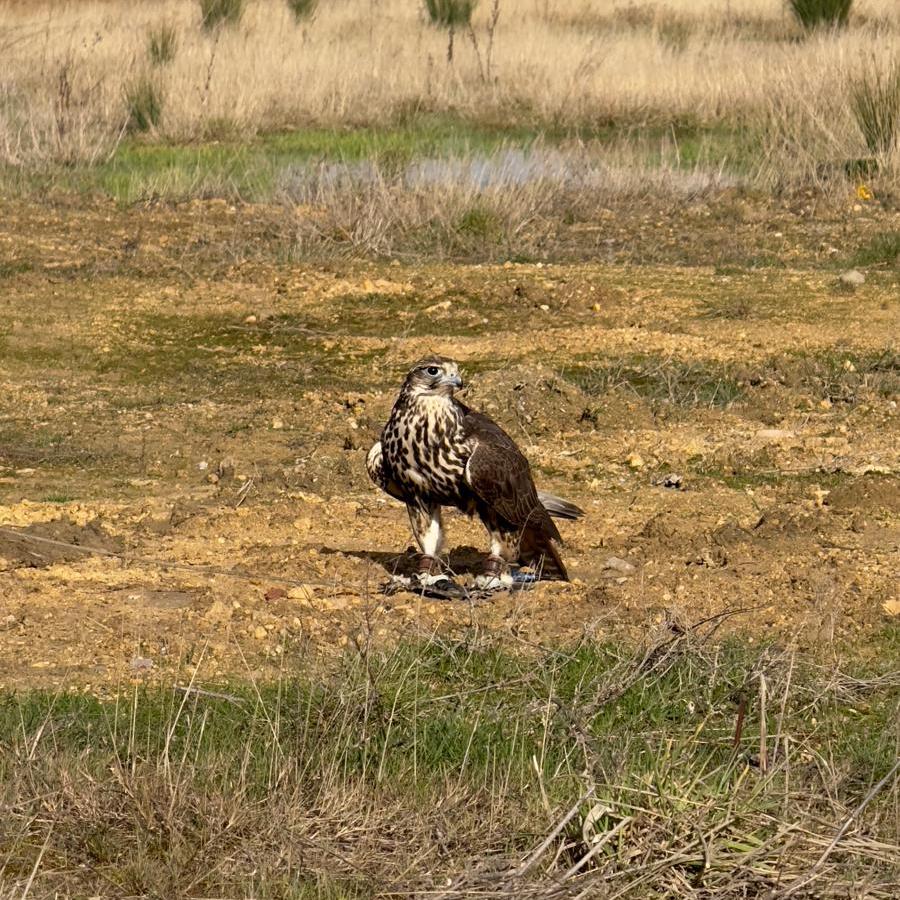 Falconry in a field