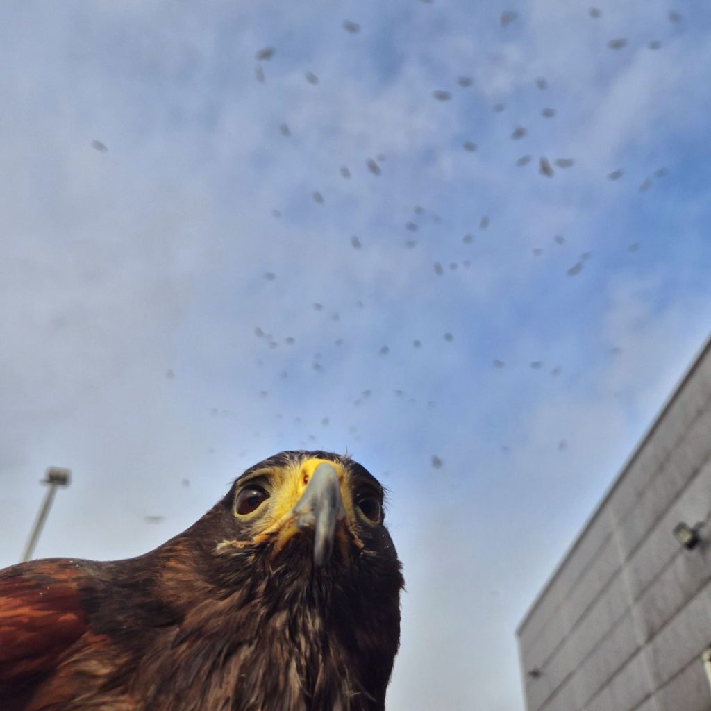 Hawk under pest birds