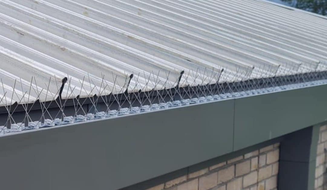 Bird Spikes