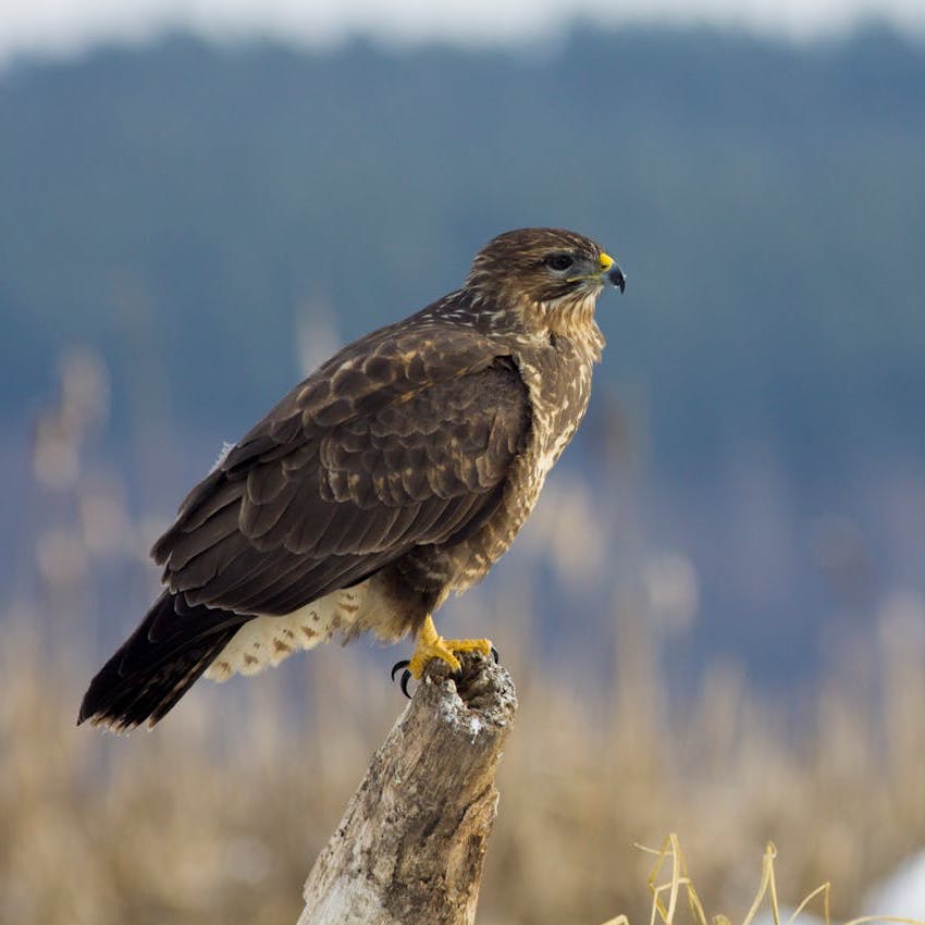 A Common Buzzard standing on a log with trees in the background. 