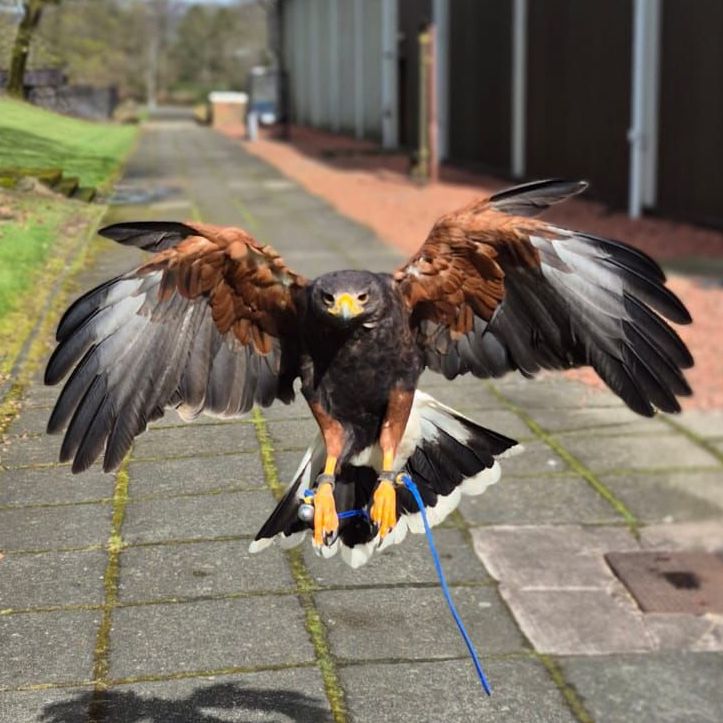 What Birds Are Used In Falconry? Our Expert Guide To Falconry Birds