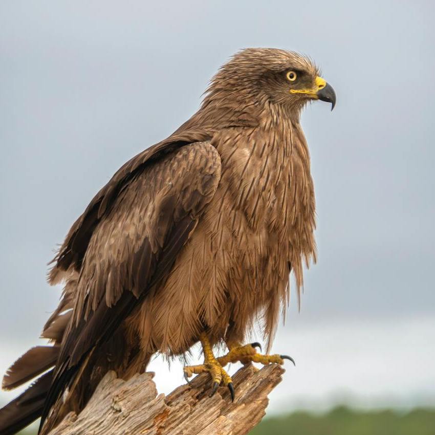 A Golden Eagle facing right and standing on a log. 