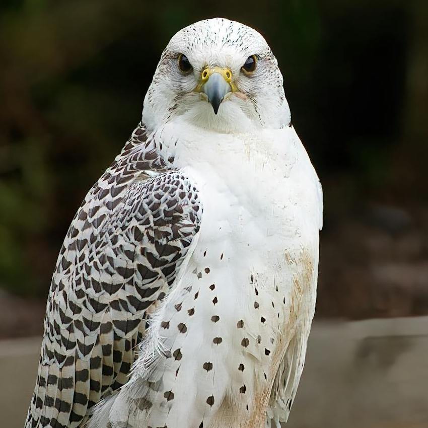 A white Gyrfalcon staring directly at the camera. 