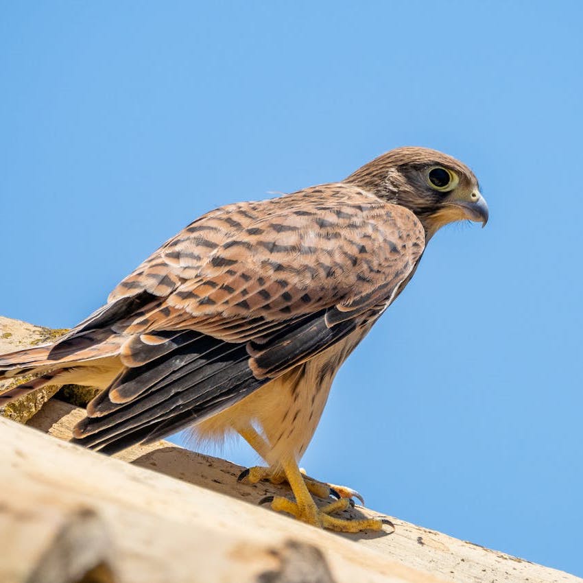 A Kestrel standing on a roof. 