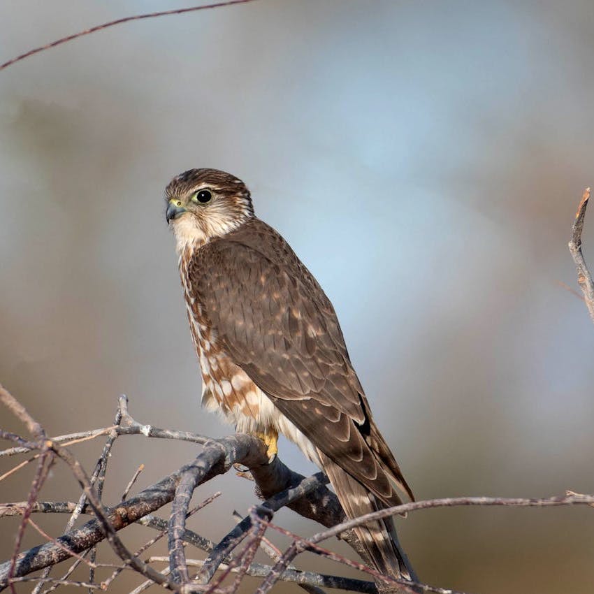 A Merlin standing on a branch in a tree. 