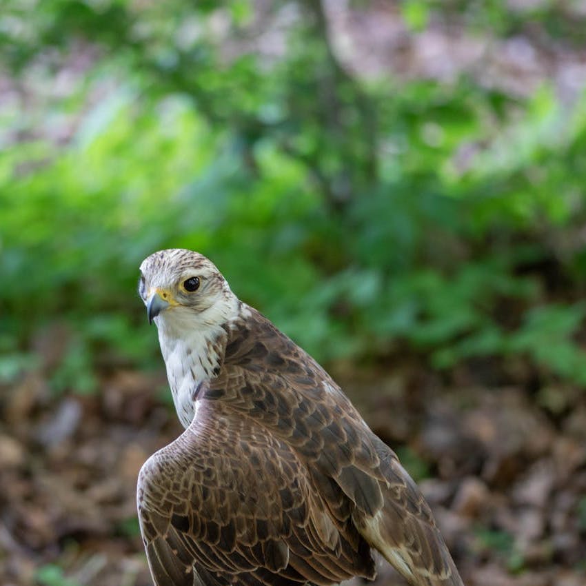 Saker Falcon staring just to the left of the camera, with its brown wing raised slightly, and the trees in the background. 