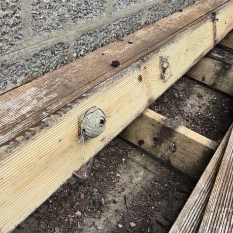A small wasp nest attached to the inside of wooden decking in a garden. 