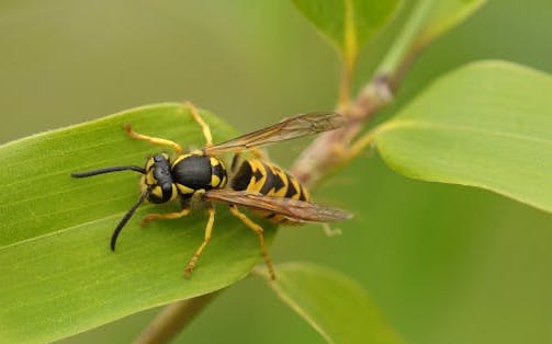 Wasp Nest Removal