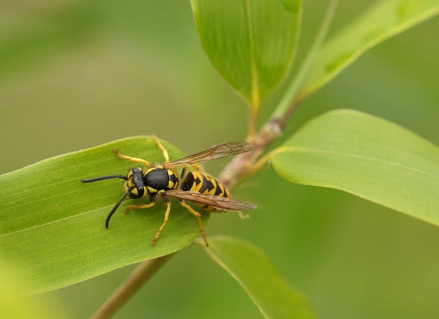 wasp on a leaf