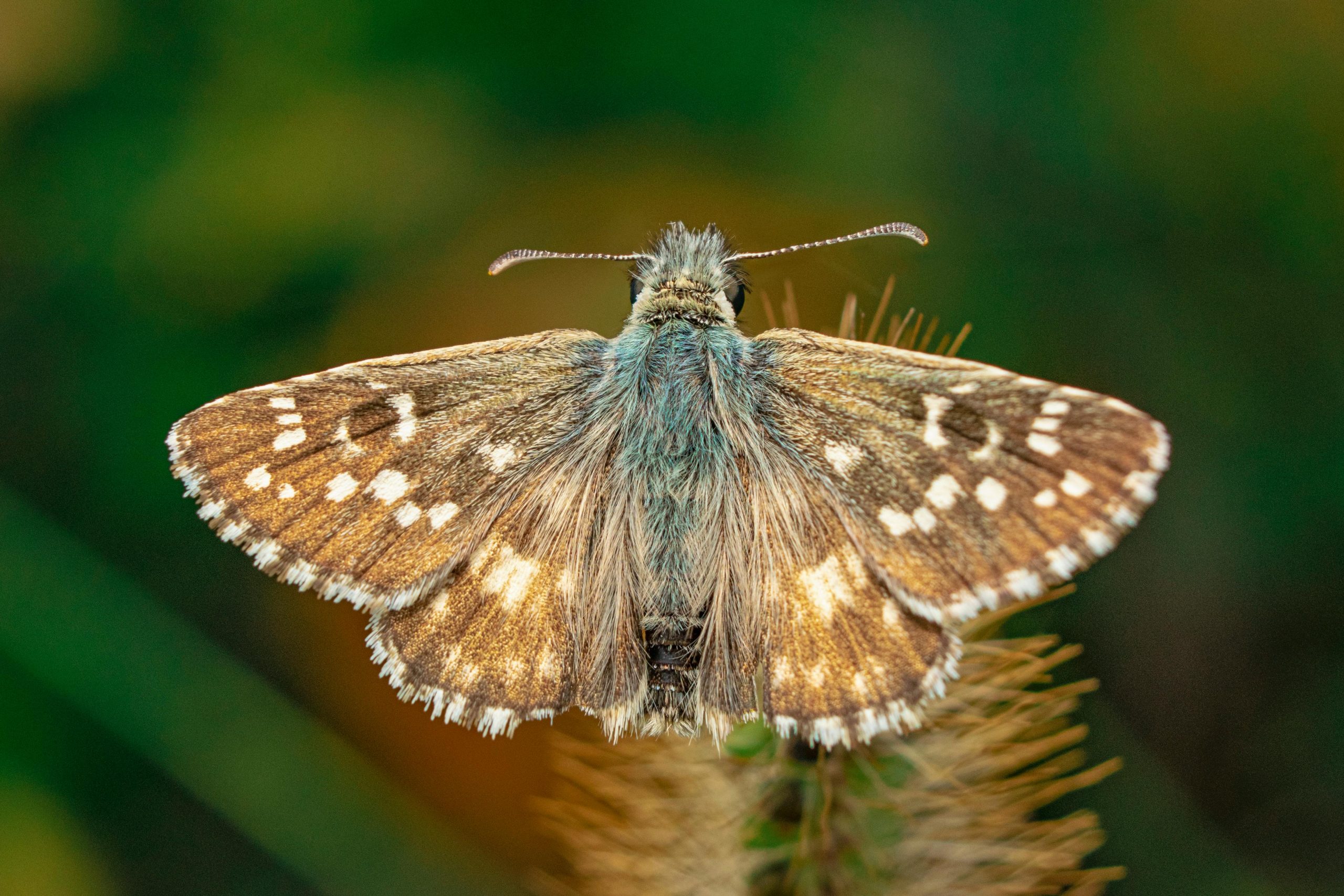 picture of a full moth for pest control
