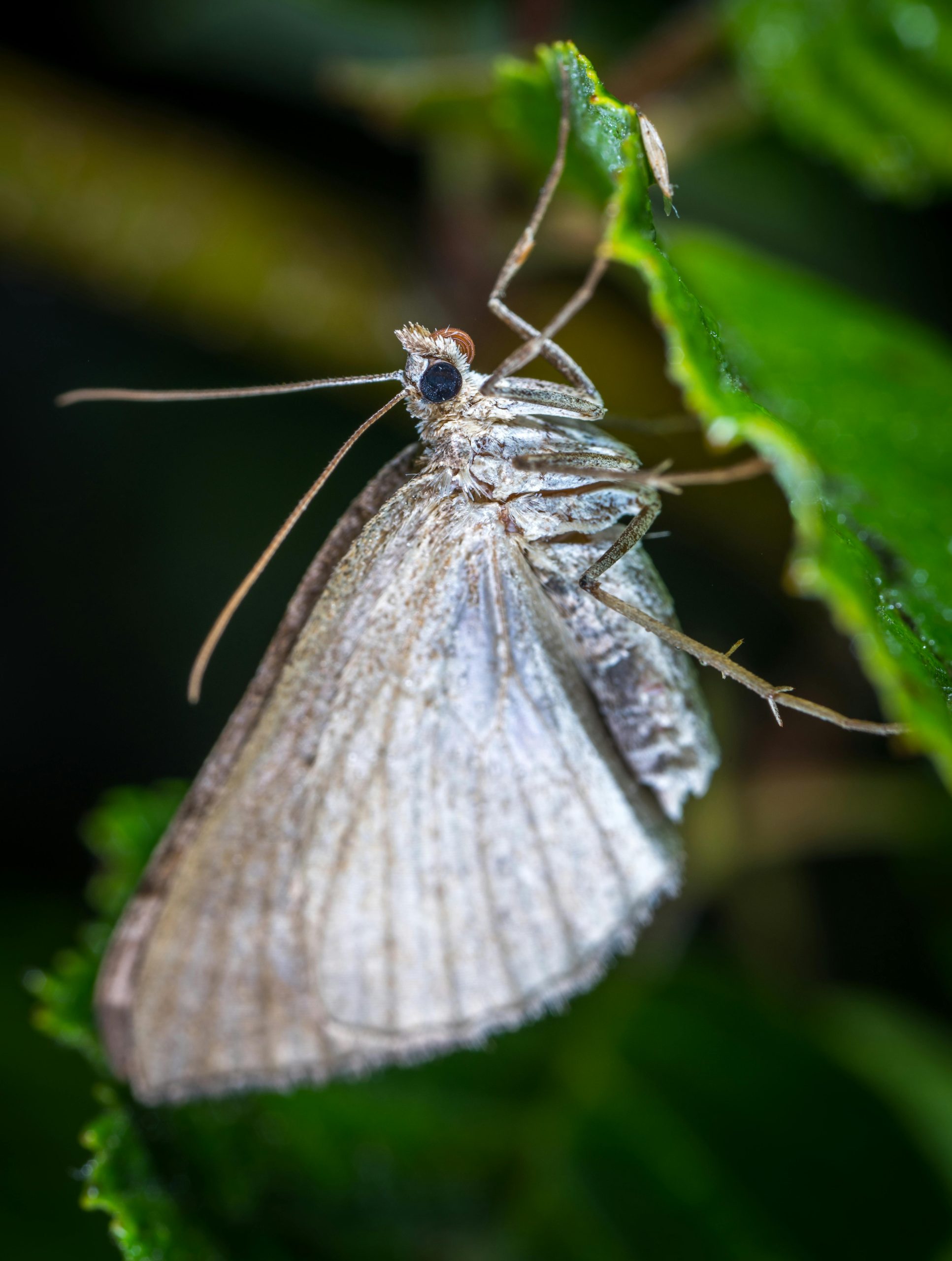 Moth Control