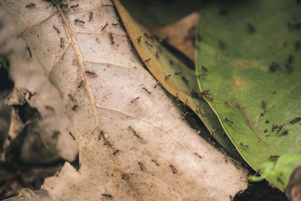 Group of ants crawling across green leaves in an outdoor environment