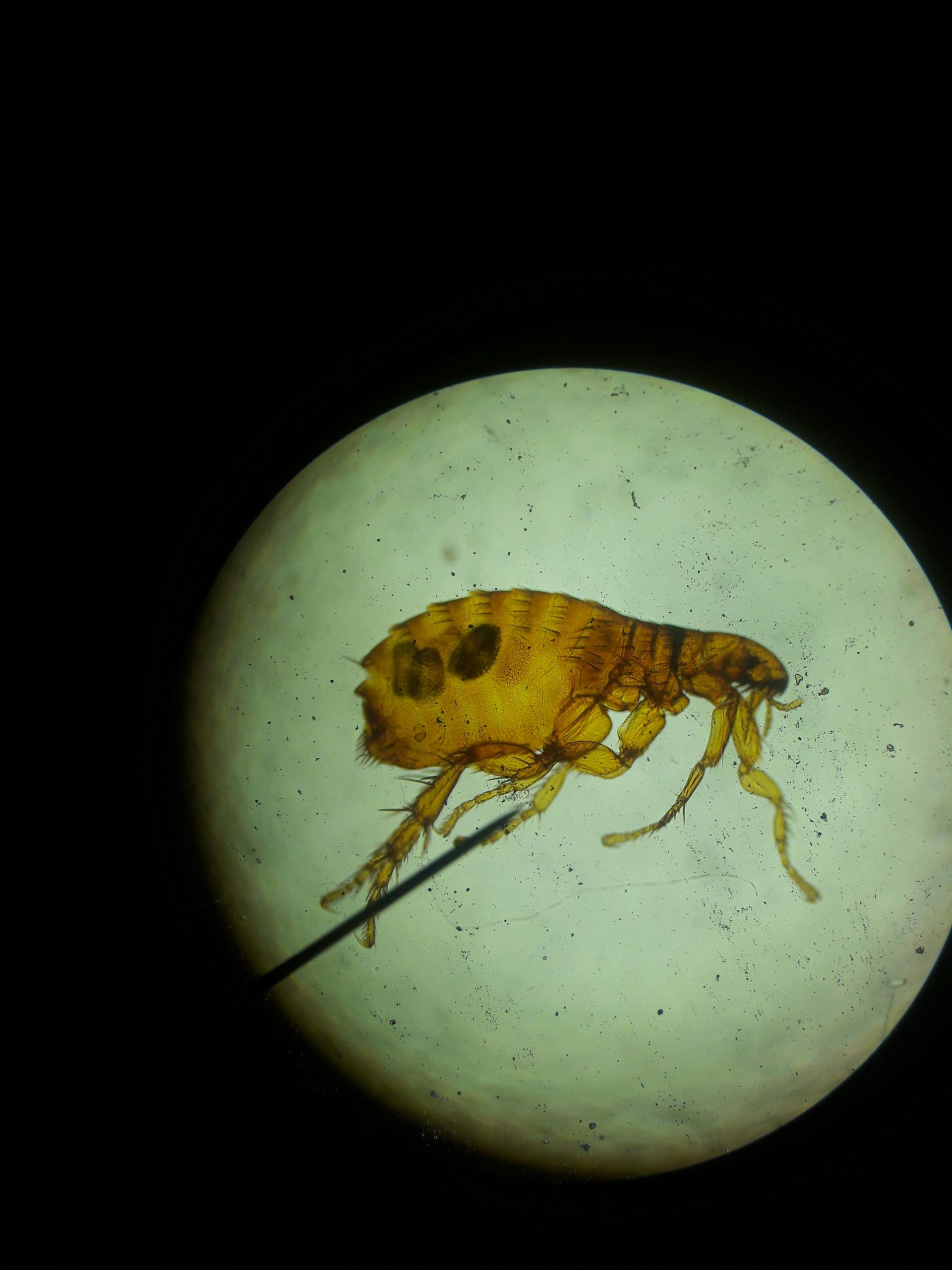 Flea Control