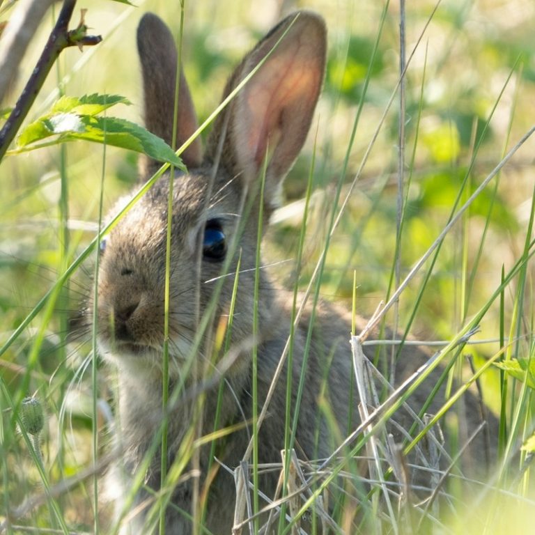 Feral Rabbit Control Rabbit Control Aberdeen | Humane & Effective | Pest Control Aberdeenshire