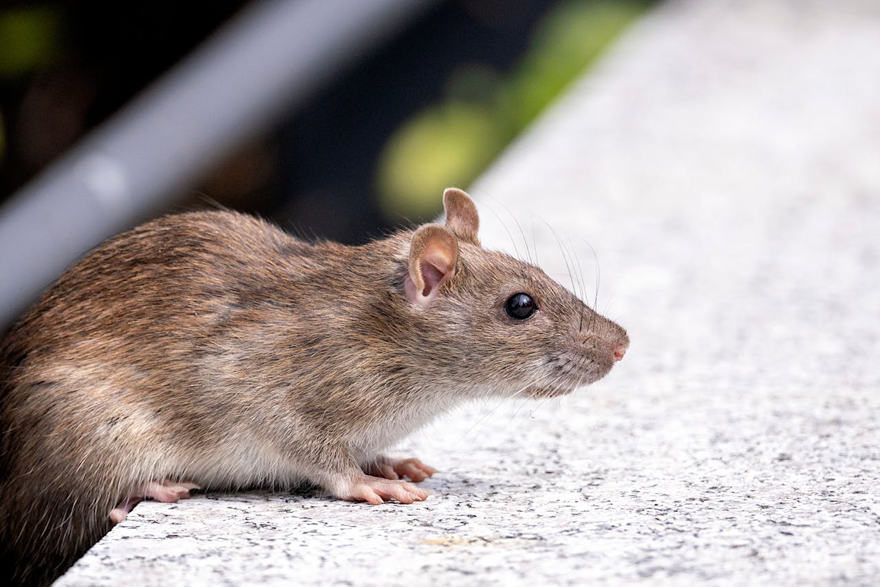 How To Get Rid Of Rats