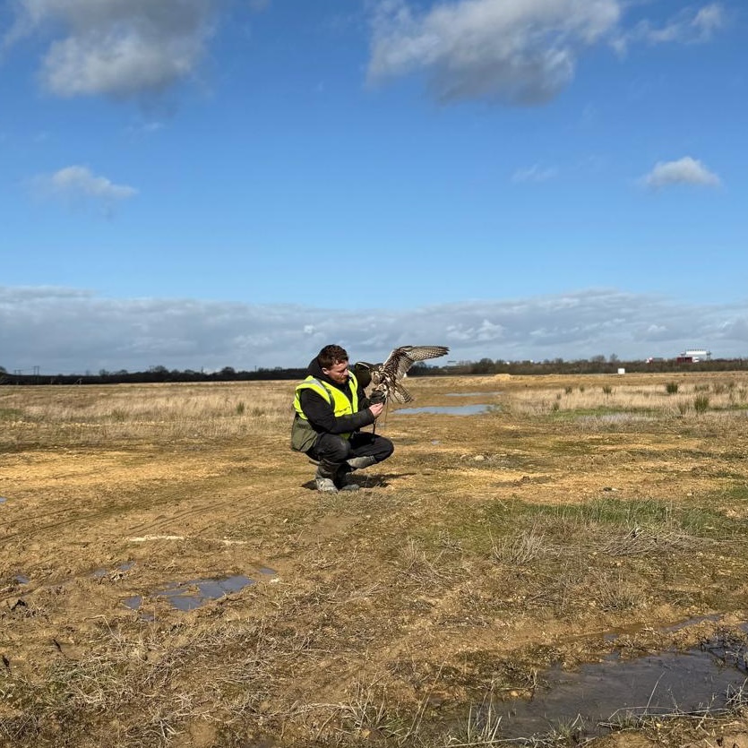 A falconer with a bird carrying out ground nesting bird management