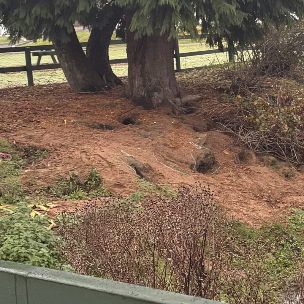 Scottish land with rabbit holes